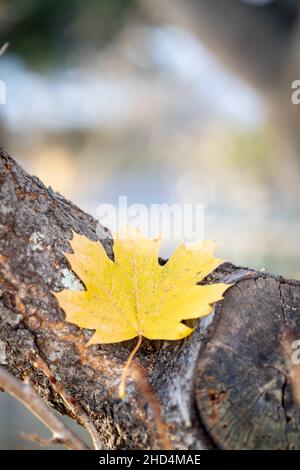 Closuep Aufnahme eines gelben Herbstahornblattes auf einem Baumstamm Stockfoto