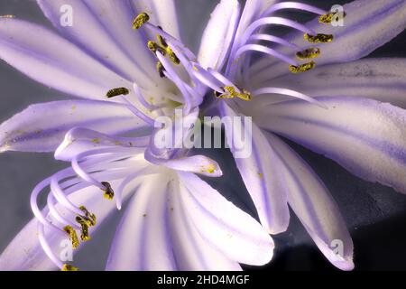 Makroansicht der Nillilie (Agapanthus) Blumen Stockfoto