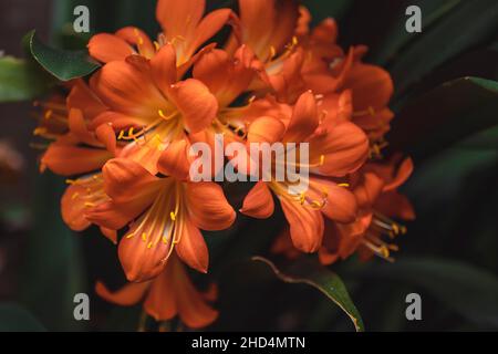 Nahaufnahme der Lilie (Clivia) mit orangen Blüten im Garten Stockfoto