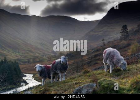 Herdwick Schafe grasen auf rauen Berghängen im Seathwaite Valley, Borrowdale, im English Lake District, Großbritannien. Stockfoto