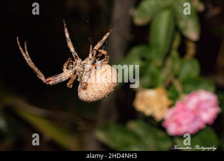 Makroaufnahme einer Stallspinne (Araneus cavaticus), die vor einem verschwommenen Hintergrund auf ihrem Netz hängt Stockfoto