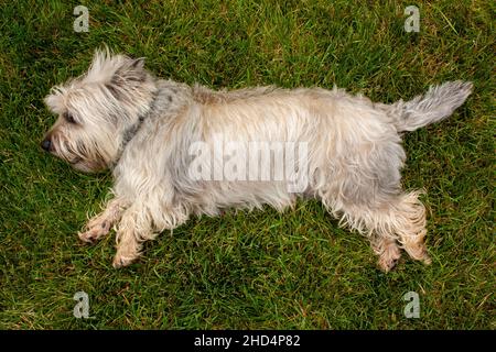 Ein Blick von oben auf einen niedlichen liebenswerten Cairn Terrier Hund, der tagsüber auf dem Gras liegt Stockfoto