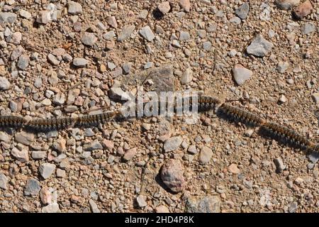 Raupeninsekten marschieren in einer Reihe auf dem Boden. Stockfoto