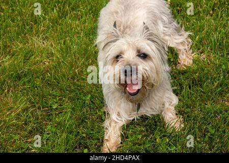 Nahaufnahme eines niedlichen, entzückenden Cairn Terrier Hundes auf dem Gras während des Tages Stockfoto