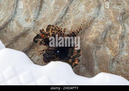 Lionfische schwimmen am Ponton im seichten Wasser, Ägypten Rotes Meer, eine Art Knochenfisch Ostechthyes, Scorpaenidae Stockfoto
