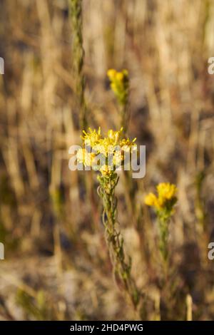 Gelbe Blüten von Galatella linosiris Stockfoto