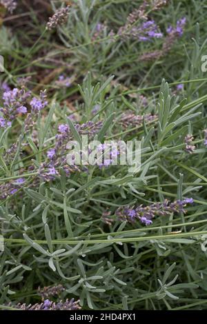Lavandula angustifolia Strauch in voller Blüte Stockfoto