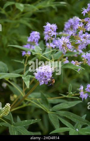 Vitex agnus-castus in Blüte Stockfoto