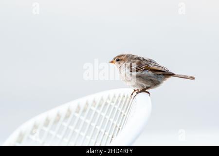 Nahaufnahme eines braunen Sperabels, der auf einem weißen Stuhl mit einer Netzlehne auf weißem Hintergrund sitzt Stockfoto