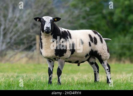 Pedigree Dutch Spotted RAM stand im Feld. Cumbria, Großbritannien. Stockfoto