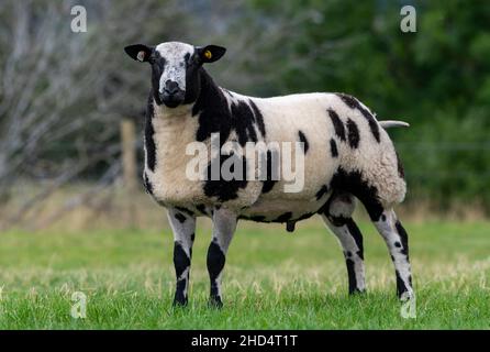 Pedigree Dutch Spotted RAM stand im Feld. Cumbria, Großbritannien. Stockfoto