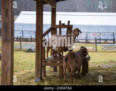 Drumlin Farm in Lincoln Massachusetts Stockfoto