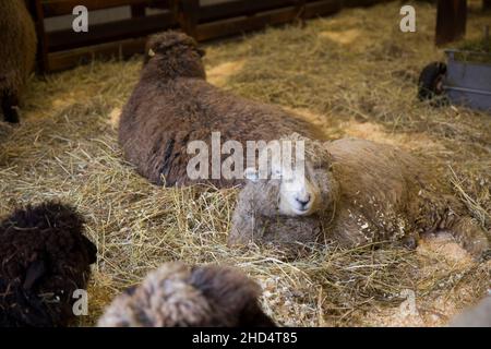 Drumlin Farm in Lincoln Massachusetts Stockfoto