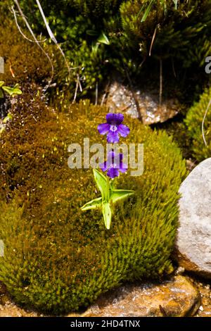 Großblütige Butterwürze Penguicula grandiflora wächst durch Moos Valley de Combeau Vercors Regional Natural Park Vercors Frankreich Stockfoto