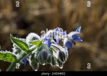 Borretsch Borago officinalis mit Morgentau in einem Garten Ringwood Hampshire England UK September 2016 Stockfoto