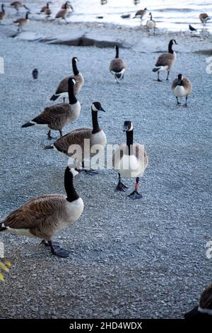 Kanadagänse am Ufer des Lake Windermere, Cumbria, Großbritannien Stockfoto