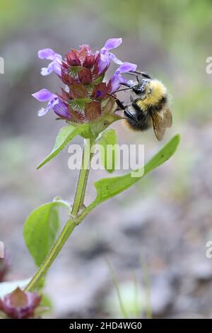 Prunella vulgaris, allgemein bekannt als Selbstheilung, Heilkraut, Herz-der-Erde oder Wundkraut, wild blühende Pflanze aus Finnland Stockfoto