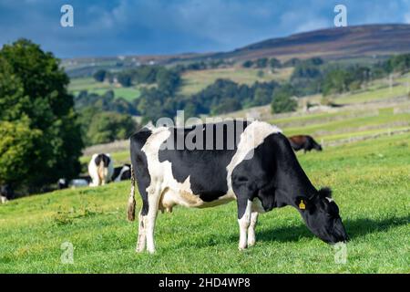 Schwarze und weiße Milchvieh grasen auf Hochland-Weideland in Swaledale bei Reeth, Großbritannien. Stockfoto