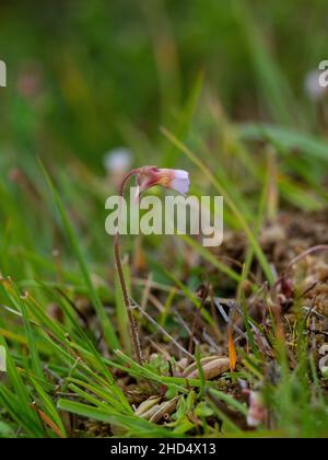 Helles Butterkraut Pinguicula lusitanica am Rande eines Moorbosses, New Forest National Park, Hampshire, England, Großbritannien, Juli 2020 Stockfoto