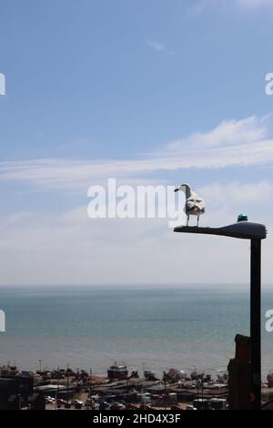 Eine Möwe mit Blick auf das Meer über Hastings Stockfoto