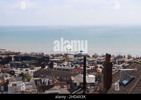 Eine Möwe mit Blick auf das Meer über Hastings Stockfoto