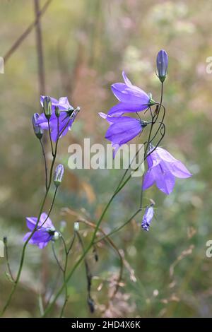 Campanula rotundifolia, allgemein bekannt als Harebell, Bluebell oder Bluebell Glockenblume, wilde Blume aus Finnland Stockfoto