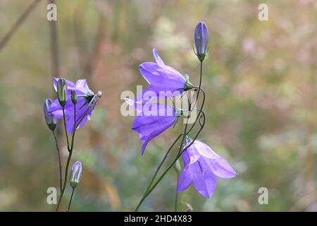 Campanula rotundifolia, allgemein bekannt als Harebell, Bluebell oder Bluebell Glockenblume, wilde Blume aus Finnland Stockfoto