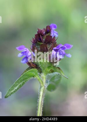 Prunella vulgaris, allgemein bekannt als Selbstheilung, Heilkraut, Herz-der-Erde oder Wundkraut, wild blühende Pflanze aus Finnland Stockfoto