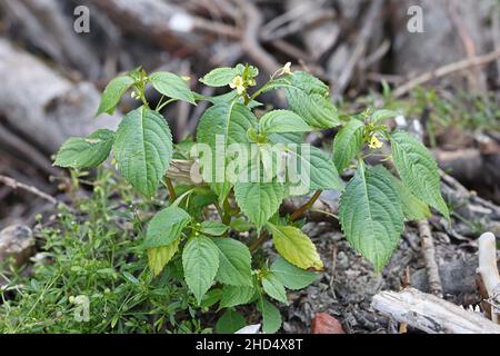 Impatiens parviflora, allgemein bekannt als kleiner Balsam oder Smallflower touchmenot, Wildpflanze aus Finnland Stockfoto