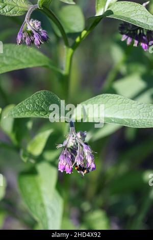 Symphytum officinale, bekannt als Gemeine Beinwell oder Gemeine Waldrey, wilde Heilpflanze aus Finnland Stockfoto