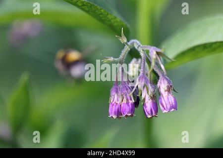 Symphytum officinale, bekannt als Gemeine Beinwell oder Gemeine Waldrey, wilde Heilpflanze aus Finnland Stockfoto