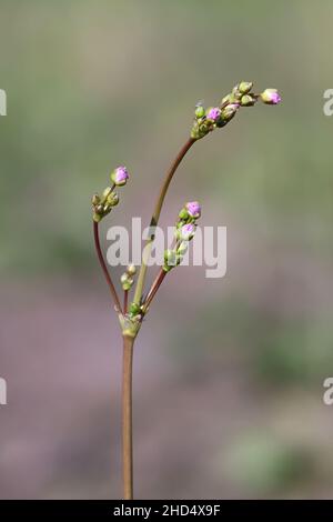 Alisma plantago-aquatica, allgemein bekannt als Wasserwegerich, großer Wasserwegerich oder Mad-Dog Unkraut, wilde Pflanze aus Finnland Stockfoto