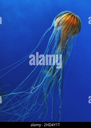 Vertikale Nahaufnahme von Chrysaora melanaster, bekannt als nördliche Meerennessel oder braune Qualle. Stockfoto