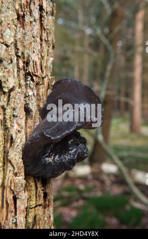Lax und verzerrte schwarze gummiartige, gelatinöse Fruchtkörper aus schwarzer Hexenbutter auf der Rinde einer toten Eiche. Stockfoto