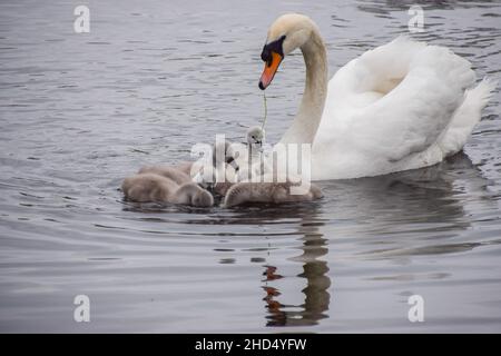 Ein stummer Schwan und eine Woche alte Cygnets in einem Park-Teich in London, Großbritannien. Stockfoto