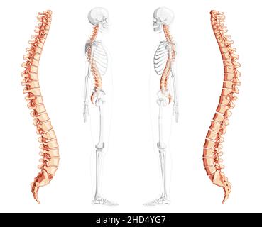 Seitenansicht der menschlichen Wirbelsäule mit teilweise transparenter Skelettposition, Rückenmark, thorakaler Lendenwirbelsäule, Kreuzbein und Steißbein. Vektor flache natürliche Farben, realistische isolierte Illustration Anatomie Stock Vektor