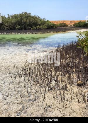 Nabq-Nationalpark Ägypten. Mangroven in der Wüste. Stockfoto