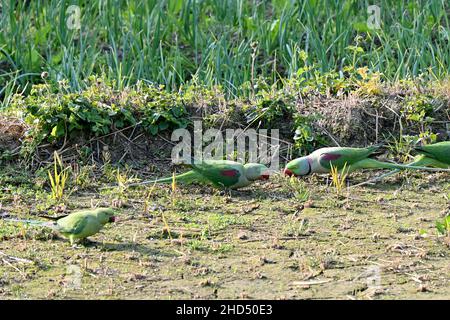 Nahaufnahme des Bündels grün rot Papagei Essen das Futterkorn in der Farm über aus Fokus grün braun Hintergrund. Stockfoto