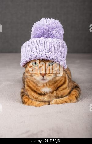 Eine lustige Hauskatze in einer gestrickten Katze sitzt auf einer Decke. Vertikale Aufnahme Stockfoto