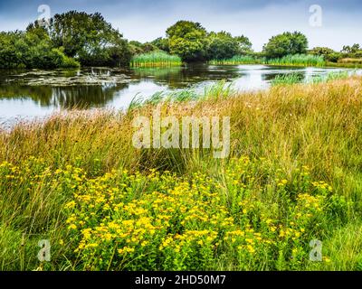 Ein kleiner Teich landeinwärts in Ceredigion in Wales. Stockfoto
