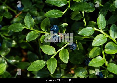 Waldbluebeeren mit grünen Blättern im Herbsthintergrund Stockfoto