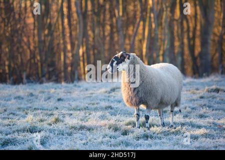 Eine Herde oder Herde von Schafen mit langen Wollmänteln an einem frostigen Morgen im Winter mit Sonnenaufgangslicht auf den Bäumen auf einem Feld auf einem Bauernhof Northumberland Stockfoto