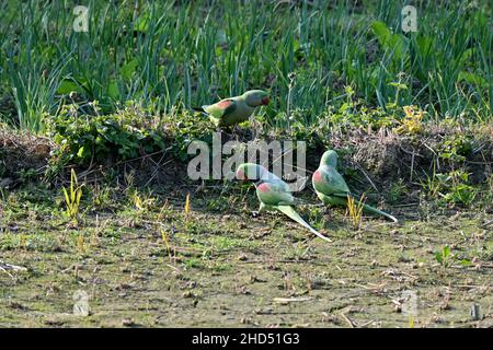 Nahaufnahme des Bündels grün rot Papagei Essen das Futterkorn in der Farm über aus Fokus grün braun Hintergrund. Stockfoto