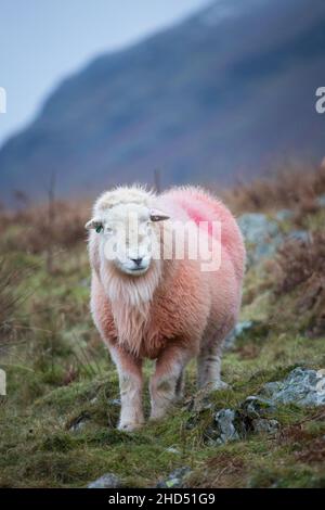 Herdwick RAM bewacht seine Herde in Borrowdale im englischen Lake District im Winter Stockfoto