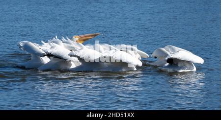 Eine Schote amerikanischer weißer Pelikane (Pelecanus erythrorhynchos), die synchronisierte Fütterung durchführen Stockfoto
