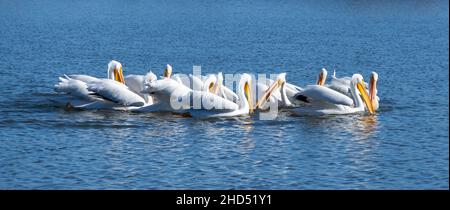 Eine Schote amerikanischer weißer Pelikane (Pelecanus erythrorhynchos), die synchronisierte Fütterung durchführen Stockfoto