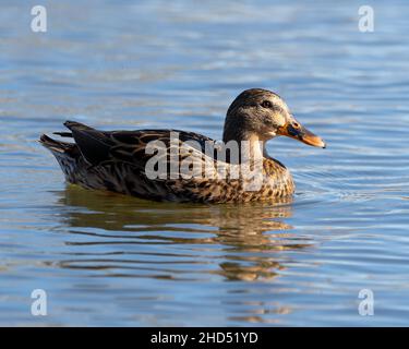 Eine weibliche Stockente (Anas platyrhynchos) schwimmt auf einem See oder Teich Stockfoto