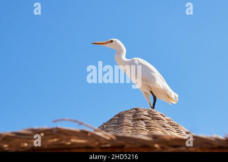 Der Weißrinderreiher, auch als Bubulcus ibis bekannt, steht auf dem Korbschirm am Strand Stockfoto