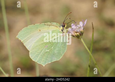 Nahaufnahme des Kleopatra-Schmetterlings, Gonepteryx cleopatra in Gard, Frankreich Stockfoto