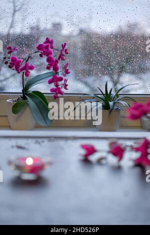 Winterzeit mit Kerze und Blumen. Sonnenuntergangsfenster an einem regnerischen Tag mit Tropfen auf Glas. Rosa und fuchsia Orchidee und Magnolie Blumen. Aromatische Kerze Stockfoto
